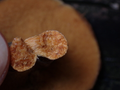 Suillus salmonicolor