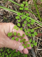 Adiantum atroviride