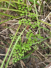 Adiantum atroviride