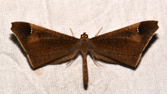 Macrosoma stabilinota