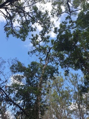 Angophora subvelutina