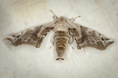 Apatelodes pudefacta