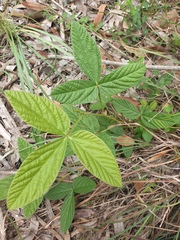 Flemingia parviflora
