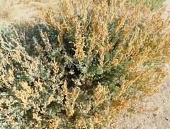 Atriplex barclayana
