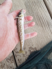 Sillaginodes punctatus