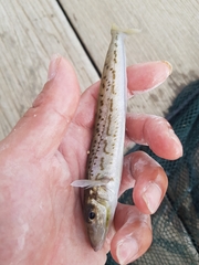 Sillaginodes punctatus