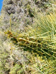 Aciphylla squarrosa