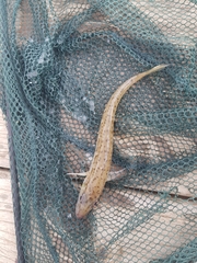 Sillaginodes punctatus