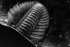 Trilobita