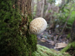 Rhopalogaster transversarius