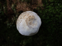 Rhopalogaster transversarius