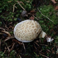 Rhopalogaster transversarius