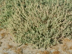 Atriplex barclayana