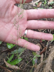 Dichelachne micrantha