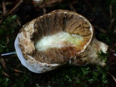 Rhopalogaster transversarius