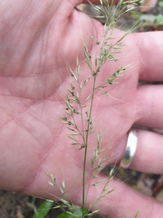 Dichelachne micrantha