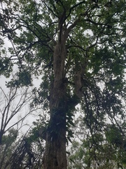 Angophora subvelutina