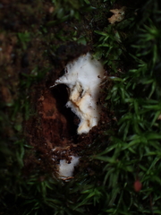 Rhopalogaster transversarius