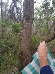 Angophora subvelutina
