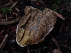 Rhopalogaster transversarius