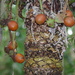 Cycas scratchleyana - Photo (c) coenobita,  זכויות יוצרים חלקיות (CC BY), הועלה על ידי coenobita