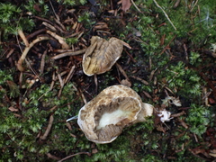 Rhopalogaster transversarius