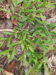 Eremophila debilis