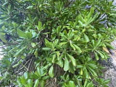 Calophyllum inophyllum