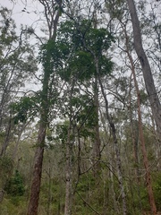 Flindersia australis