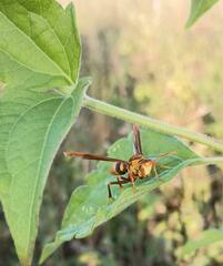 Polistes major major