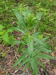 Gomphocarpus physocarpus