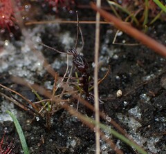 Odontomachus ruginodis