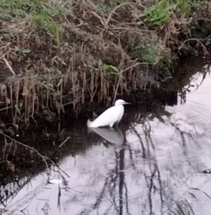 Egretta garzetta
