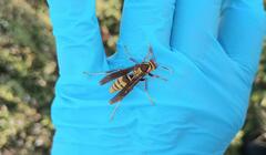 Polistes major major