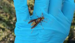 Polistes major major