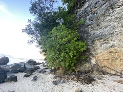 Calophyllum inophyllum