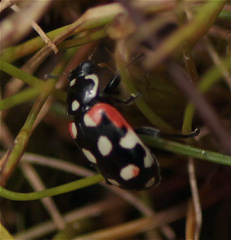 Eriopis punicola