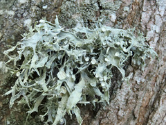 Ramalina celastri