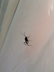 Evania appendigaster
