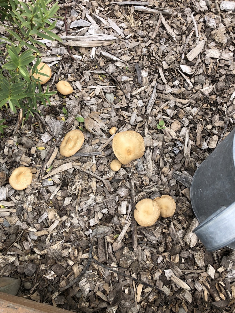 Mulch Fieldcap from Te Waipounamu/South Island, Blenheim, Marlborough