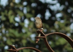 Campylorhynchus gularis