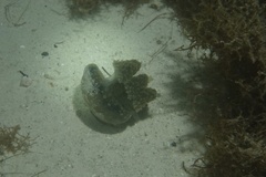Kolpophorae