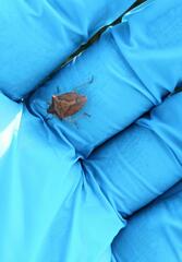 Euschistus ictericus