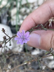 Stephanomeria elata