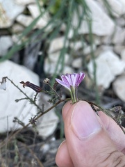 Stephanomeria elata