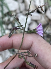 Stephanomeria elata