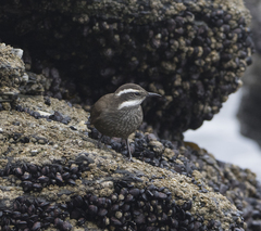 Cinclodes patagonicus