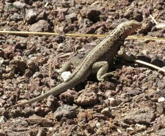 Microlophus indefatigabilis