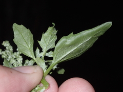 Chenopodium album