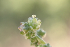 Chenopodium album